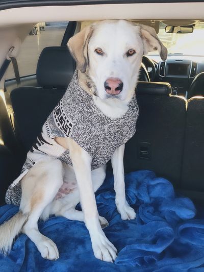 A 2-year-old dog who was worried about the arrival of a new baby.