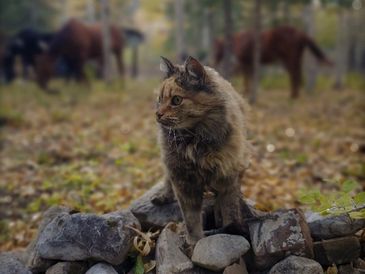 A cat named Sasha standing on a bed of rocks with Shelli’s three horses standing in the woods behind