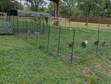 Living in the countryside allows us to integrate gardening, animal care, and outdoor activities dire