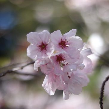 "UC Berkeley Cherry Blossoms" by Yanay Rosen