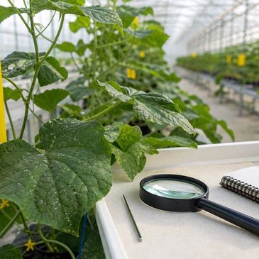 Greenhouse cucumber leaves beside a yellow sticky card, hand lens and scouting notebook