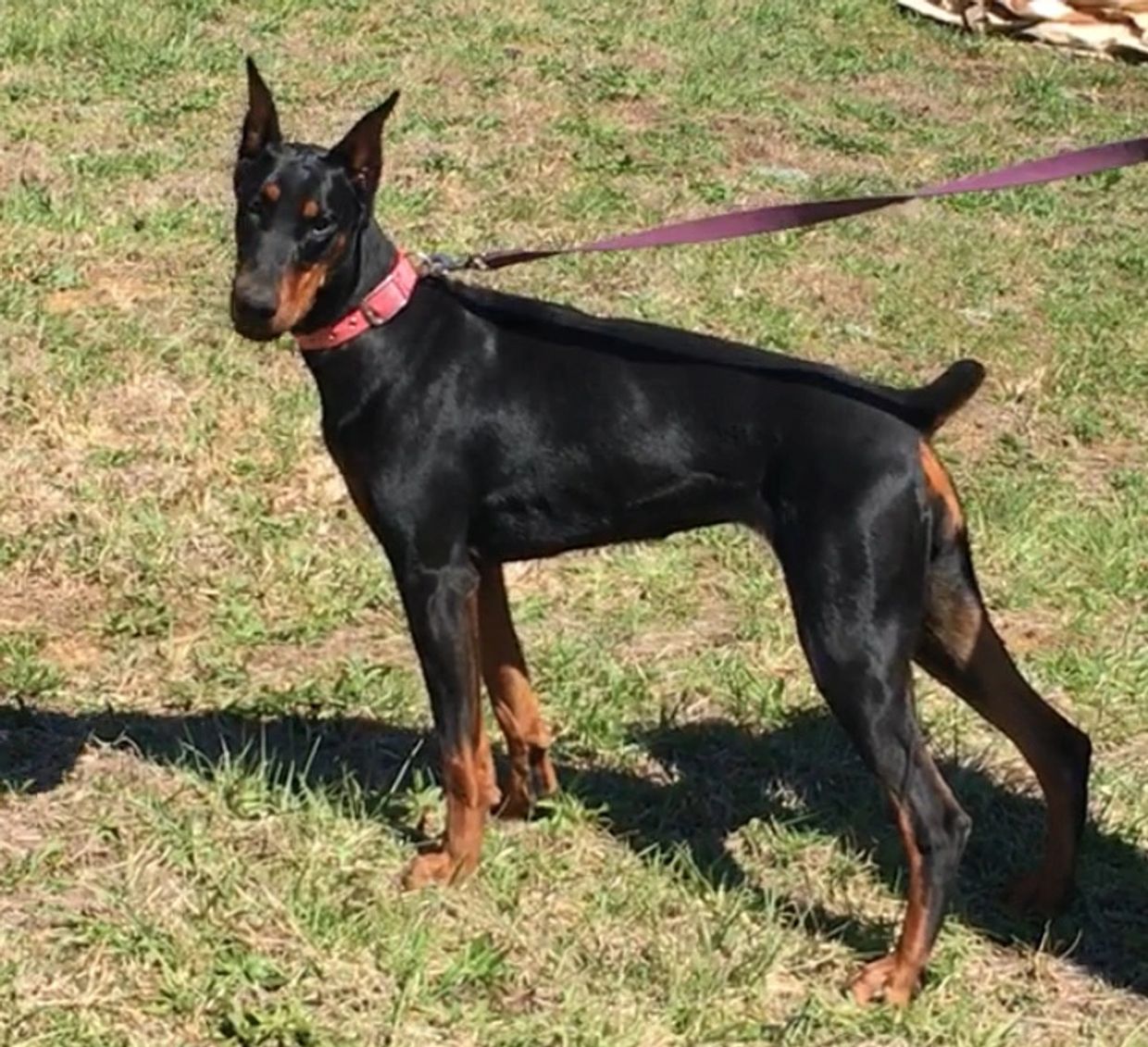 A black and tan Doberman on a leash standing on grass.
