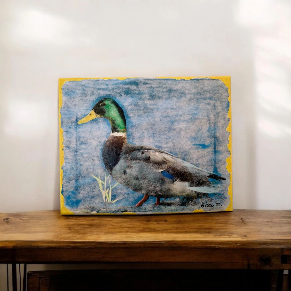Mallard Duck