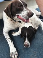 Pooch Pontoon and Dog Training in Gainesville, Georgia on
Lake Lanier
TTouch for your dog