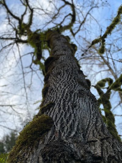tall tree