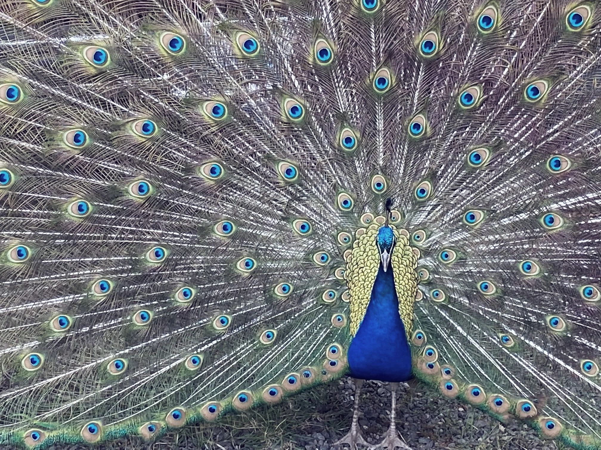 Peacock with tail feathers full spread