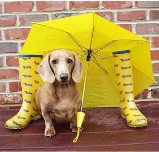 Dog rain boots walking