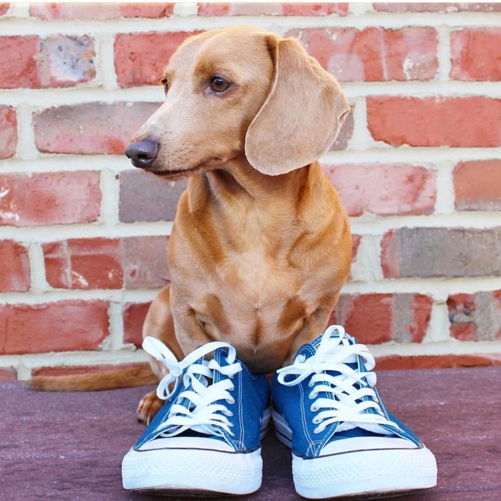Dachshund in sneakers waiting for a walk.