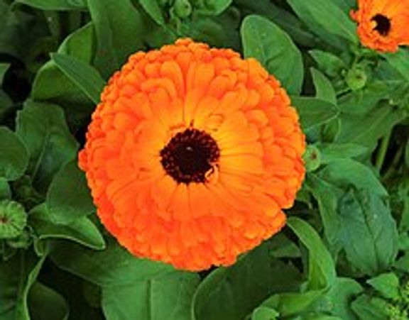 Calendula