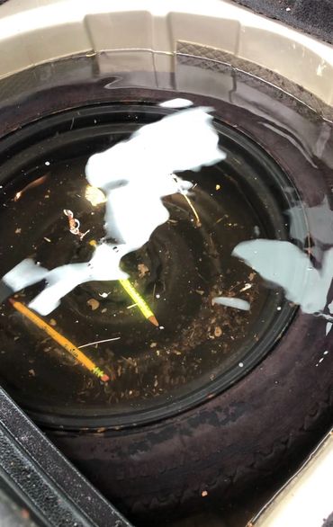 Trunk leak, spare tire wet plus mold growth.