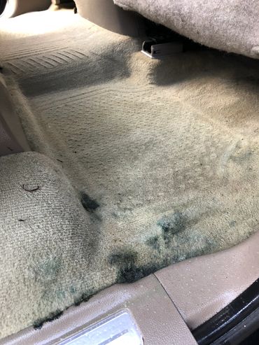 Automotive carpet mold and mildew growth.