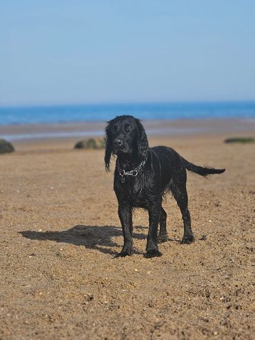 A black dog standing on the beach.