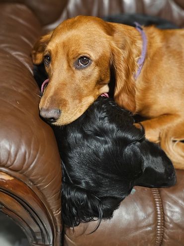 Two dogs cuddling on a brown leather couch.