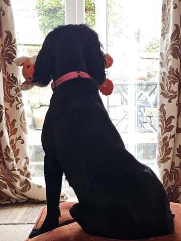 Black dog sitting on a red chair looking out the window with a toy.