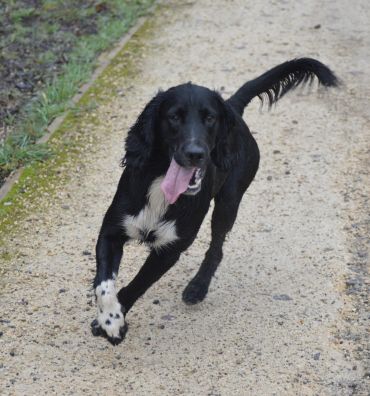 Black dog running on a path with tongue out.