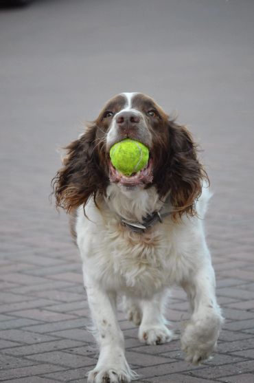 Dog holding a tennis ball in its mouth.