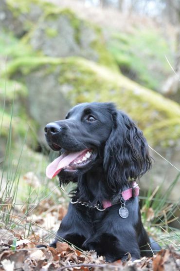 Black dog with pink collar outdoors.