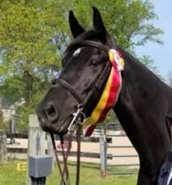 Black or dark bay horse with reserve champion ribbon on it's bridle.