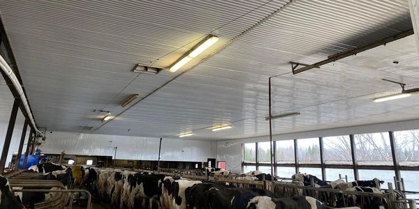 Pressure Washing Barn, Clean Barn, Dairy Farm