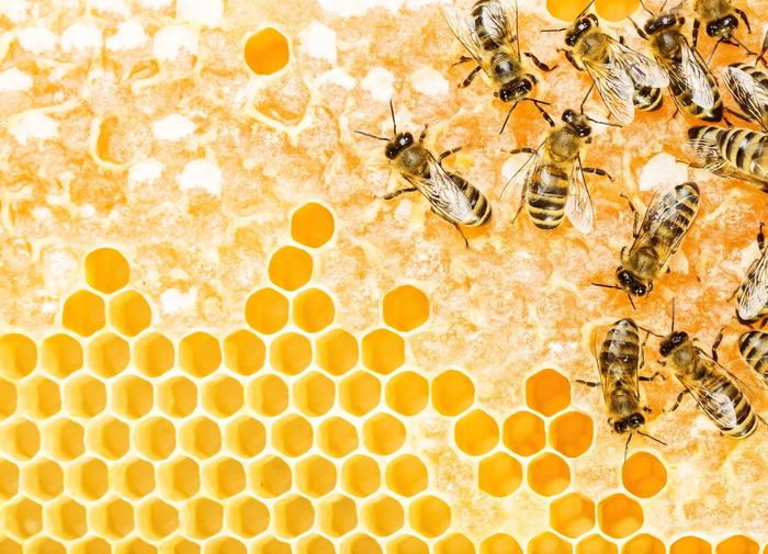 The Honey Shack