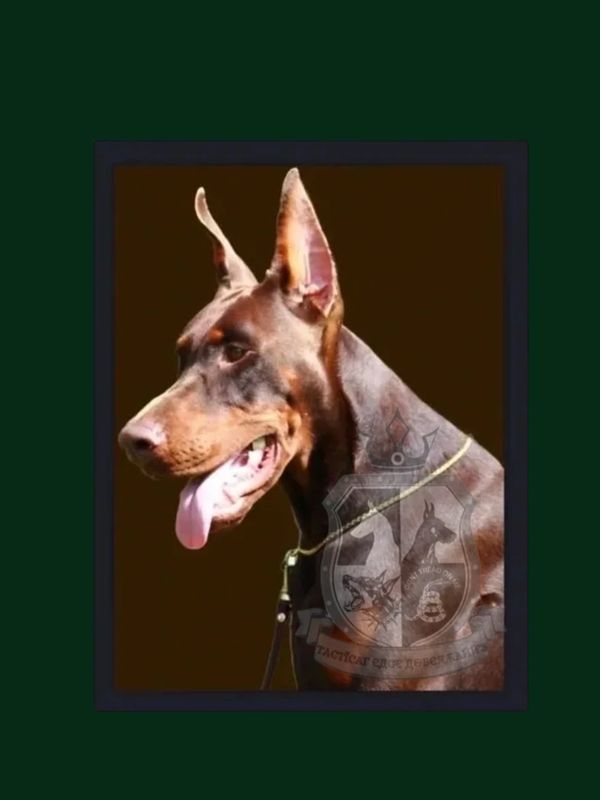 Russian Imported European Doberman- Versailles Magnifique Samuel