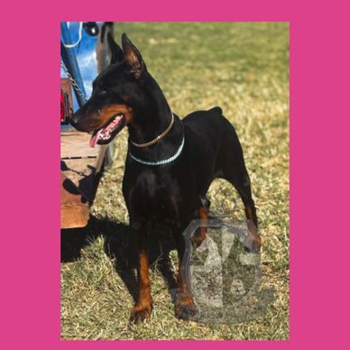 Lucia- Direct import- Adopted!!
- Congratulations Akins family of Paradise, Texas!!