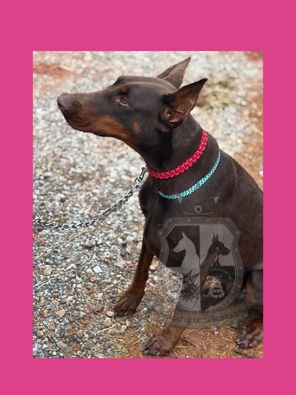 Vera Red/Rust European Doberman