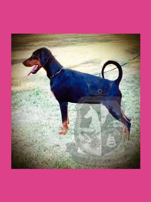 Ruslana- Imported Doberman