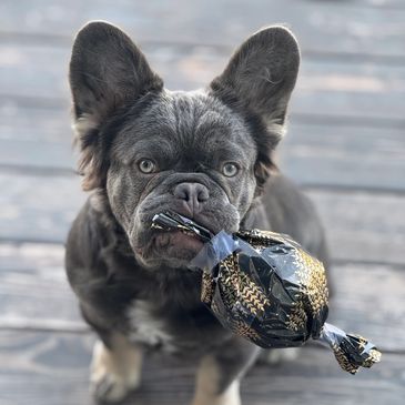 French Bulldog holding a wrapped candy in its mouth.