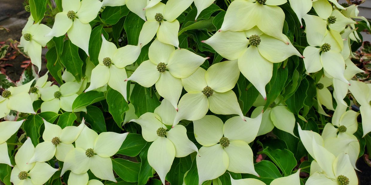 Cornus Kousa white flowers