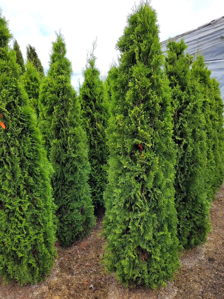Cedar Trees