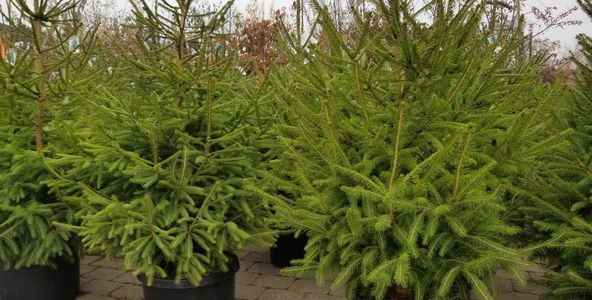 live potted Christmas trees. 1 foot and up to 30 feet high. 