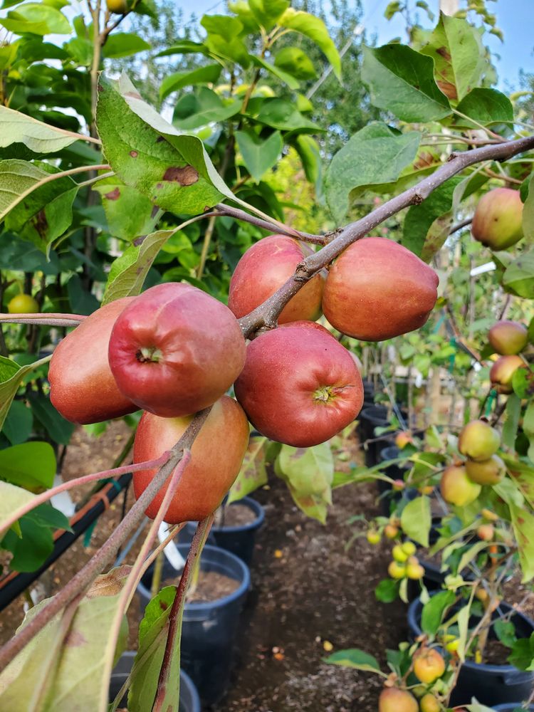 appel trees