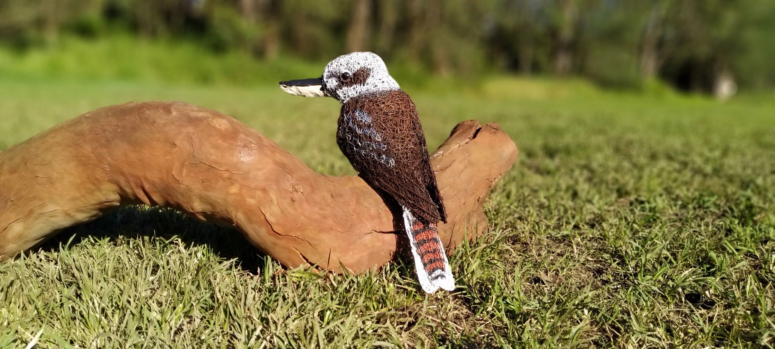 Kookaburra