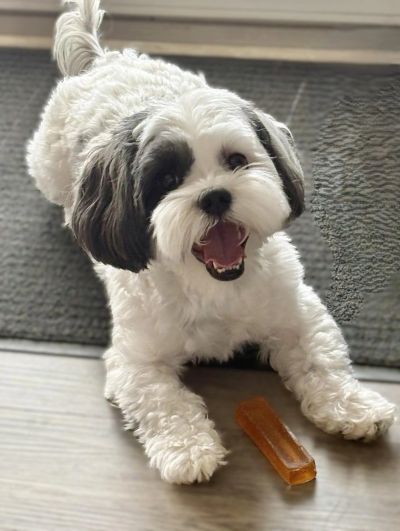 Happy white and black dog with a chew toy.
