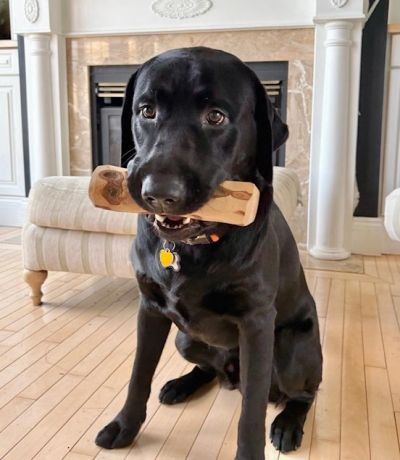 Black dog holding a wooden bone toy.
