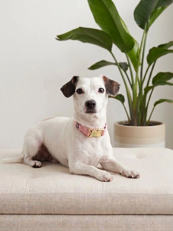 White dog with black ears lying on a cushion indoors.