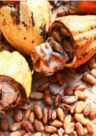 The beans from Cacao, from a freshly sliced cacao pod, ready for roasting