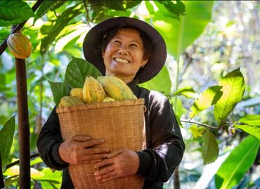 Great hand crafted chocolate starts with harvesting healthu Philippino cacao. A joyful business