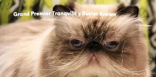Grand Premier Tranquility Buster Brown