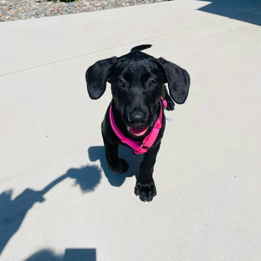 black dog walking on concrete outside
