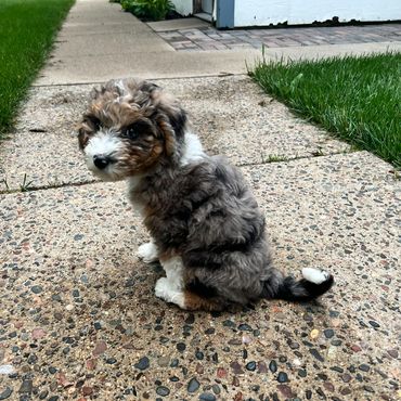 puppy day care and boarding