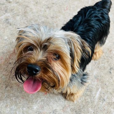 small pup at daycare