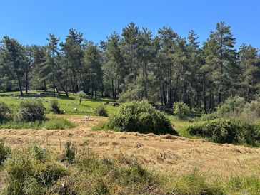 Lycia Farm