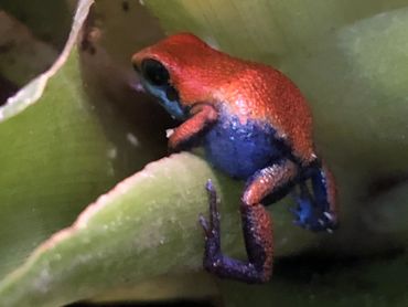 Escudo pumilio dart frog climbing int a bromeliad