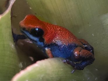 Escudo pumilio dart frog climbed onto a bromeliad