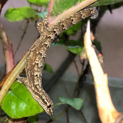 Mourning Gecko Adult