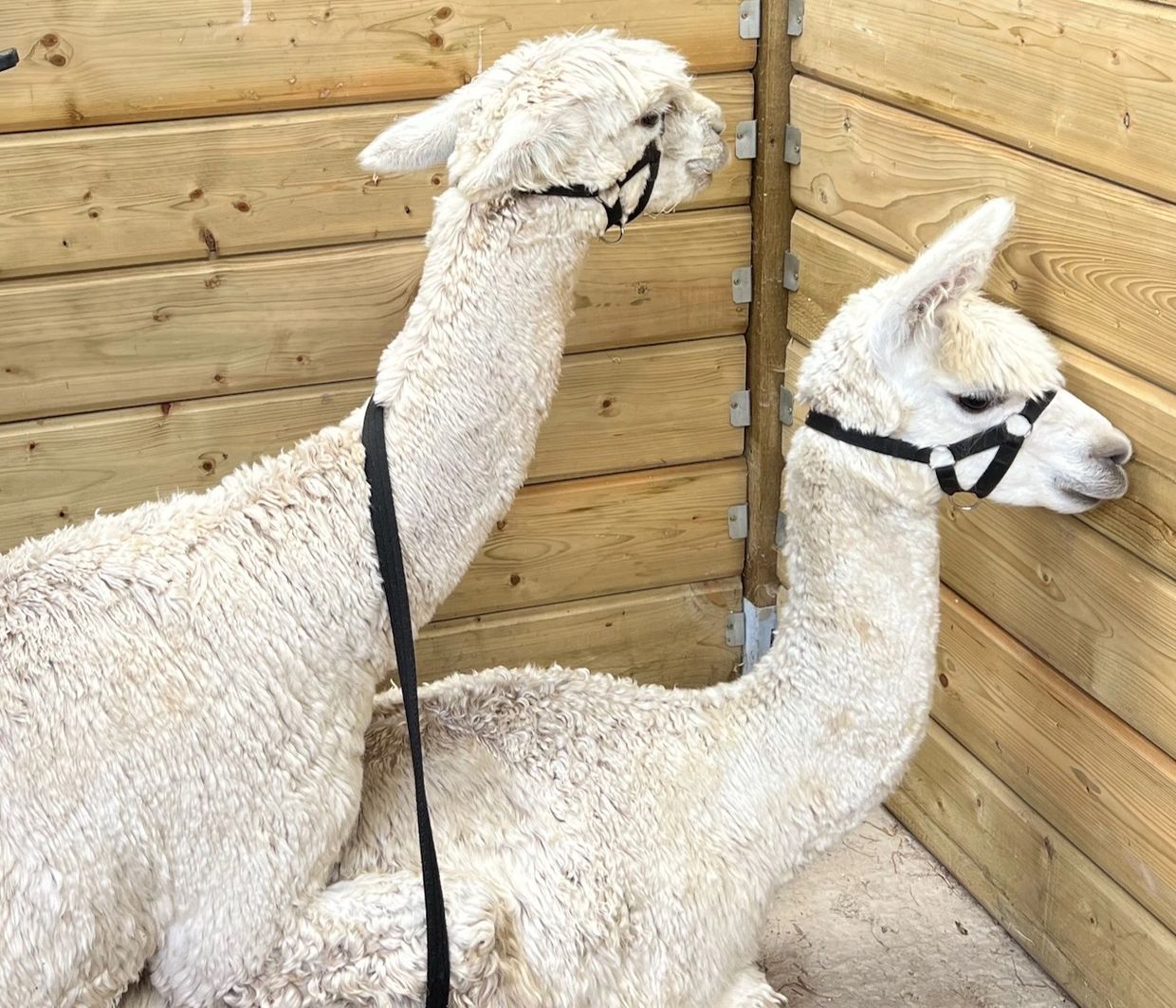 Two alpacas resting inside a wooden enclosure.
