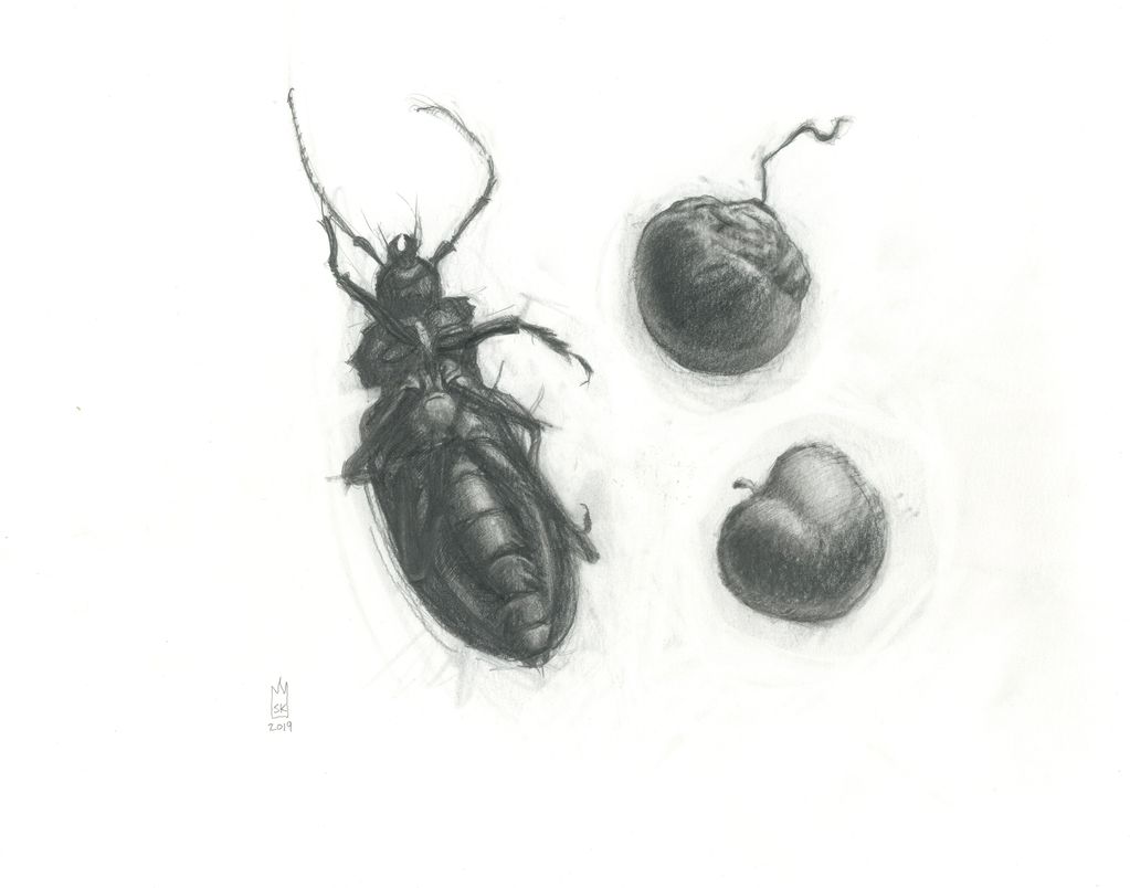 11" x 14" black and white graphite drawing of a beetle with two crabapples.