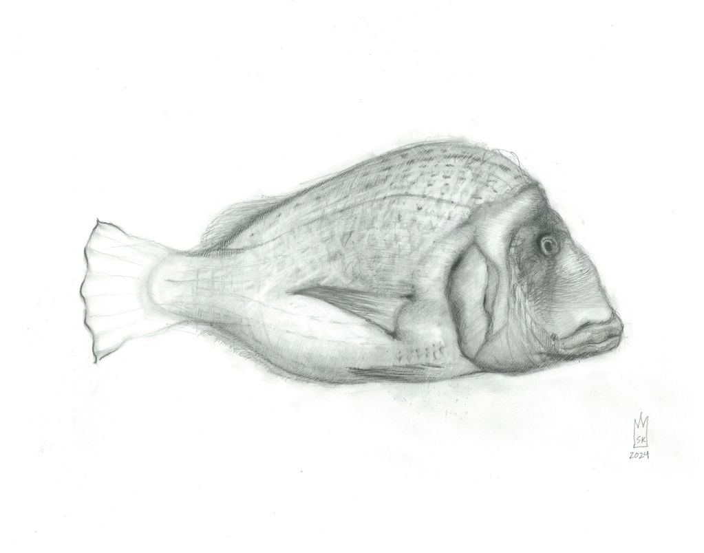 11" x 14" black and white graphite illustration of a grouper fish.